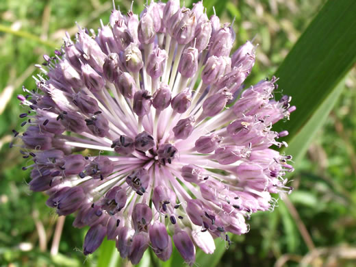 image of Allium vineale, Field Garlic, Wild Onion, Onion-grass, Crow Garlic