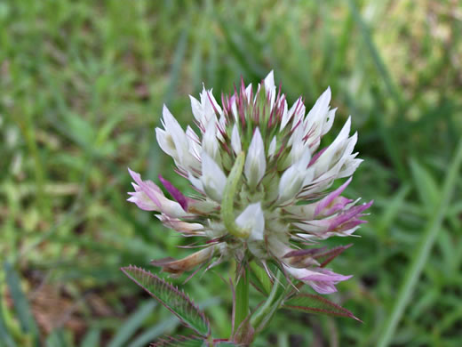 image of Trifolium vesiculosum, Arrowleaf Clover