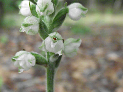 image of Goodyera pubescens, Downy Rattlesnake-orchid, Downy Rattlesnake-plantain