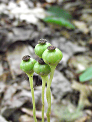 image of Chimaphila maculata, Pipsissewa, Striped Wintergreen, Rat's Bane