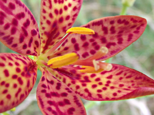 image of Iris domestica, Blackberry-lily, Leopard-lily