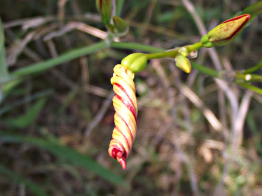 image of Iris domestica, Blackberry-lily, Leopard-lily