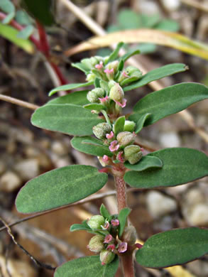 image of Euphorbia maculata, Spotted Spurge, Milk-purslane, Wartweed, Spotted Sandmat