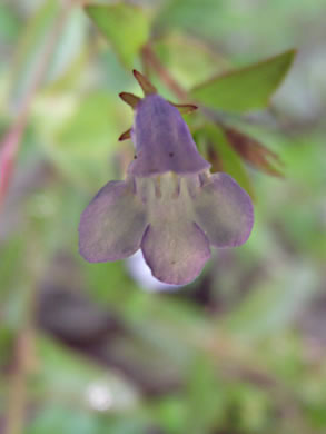 image of Lindernia dubia var. dubia, Yellowseed False Pimpernel