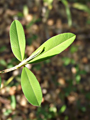 image of Kummerowia striata, Japanese-clover, Common Lespedeza, Annual Lespedeza