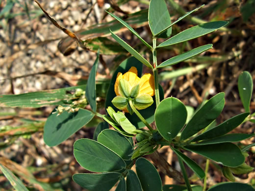 image of Senna obtusifolia, Coffeeweed, Sicklepod