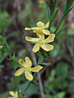 image of Hypericum gentianoides, Pineweed, Orange-grass, Orangeweed