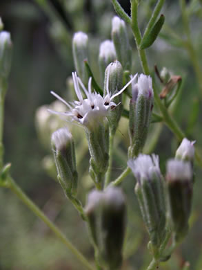 image of Eupatorium hyssopifolium, Hyssopleaf Boneset, Hyssopleaf Thoroughwort, Hyssopleaf Eupatorium