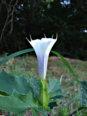 image of Datura stramonium, Jimsonweed, Thornapple, Stramonium