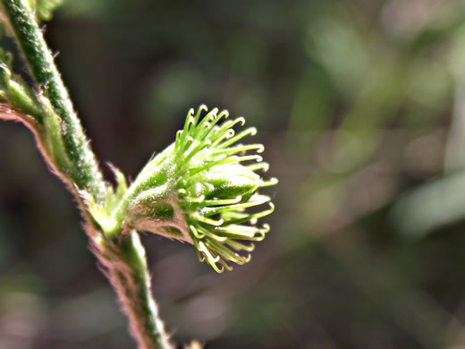 bristles