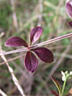 image of Galium pilosum, Hairy Bedstraw