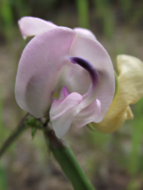 image of Strophostyles helvola, Annual Sand Bean, Beach Pea, Trailing Wild Bean, Trailing Fuzzy-Bean