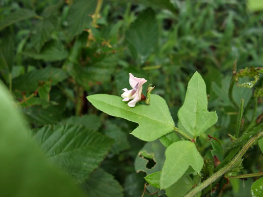 image of Strophostyles helvola, Annual Sand Bean, Beach Pea, Trailing Wild Bean, Trailing Fuzzy-Bean