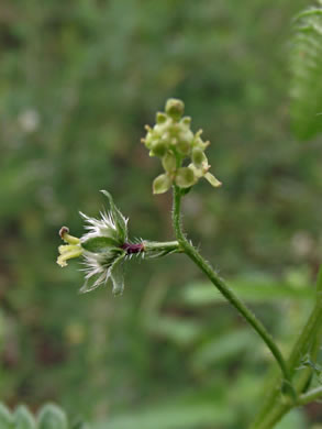 image of Tragia urticifolia, Nettleleaf Noseburn, Tragia