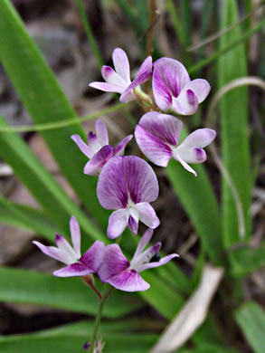 image of Lespedeza procumbens, Downy Trailing Lespedeza, Trailing Bush-clover