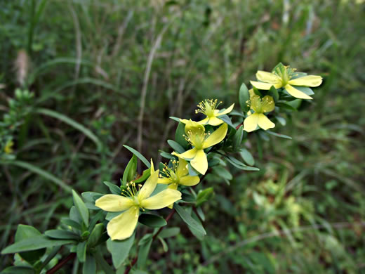 image of Hypericum hypericoides, St. Andrew's Cross