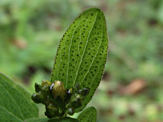 image of Hypericum punctatum, Spotted St. Johnswort