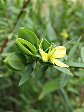 image of Hypericum hypericoides, St. Andrew's Cross