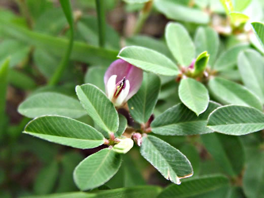 Kummerowia striata, Japanese-clover, Common Lespedeza, Annual Lespedeza