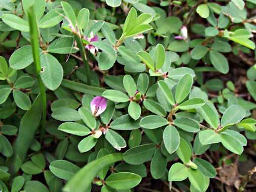 image of Kummerowia striata, Japanese-clover, Common Lespedeza, Annual Lespedeza