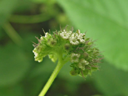 image of Fatoua villosa, Mulberry-weed, Crabweed, Foolish-weed