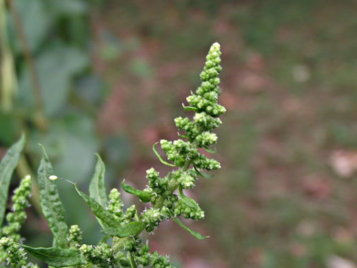 image of Dysphania ambrosioides, Mexican-tea, Epazote