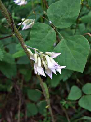 image of Amphicarpaea bracteata +, American Hog-peanut