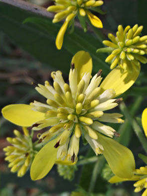 image of Verbesina alternifolia, Common Wingstem