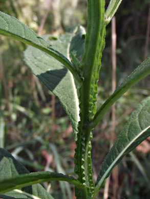 image of Verbesina alternifolia, Common Wingstem