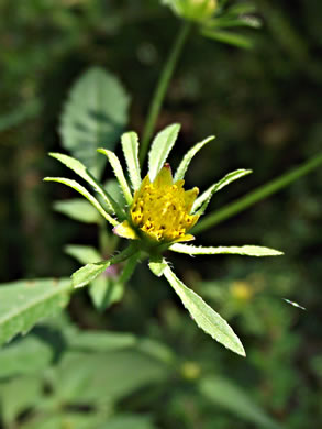 image of Bidens frondosa, Devil's Beggarticks, Annual Beggarticks