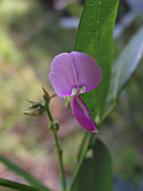 image of Desmodium paniculatum var. paniculatum, Panicled Tick-trefoil