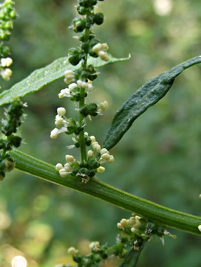 image of Dysphania ambrosioides, Mexican-tea, Epazote