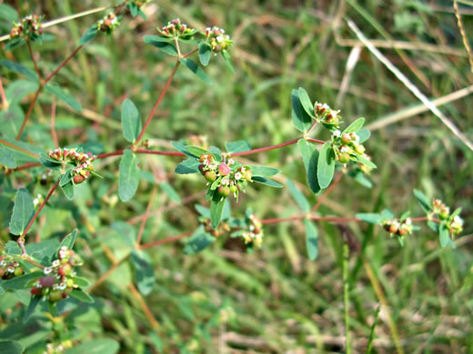 image of Euphorbia nutans, Eyebane, Upright Spotted Spurge, Nodding Spurge