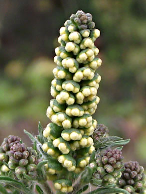 image of Ambrosia artemisiifolia, Annual Ragweed, Common Ragweed, Hogweed