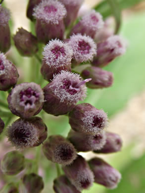 image of Pluchea camphorata, Common Camphorweed, Camphor Pluchea, Marsh Fleabane