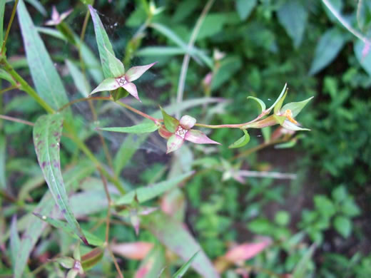 image of Ludwigia decurrens, Wingstem Water-primrose, Wingleaf Primrose-willow