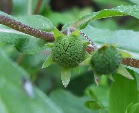 image of Eclipta prostrata, Eclipta, Pie-plant, Yerba-de-tajo, false daisy