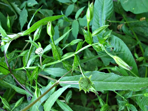 image of Eclipta prostrata, Eclipta, Pie-plant, Yerba-de-tajo, false daisy