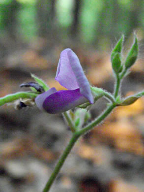 image of Desmodium rotundifolium, Roundleaf Tick-trefoil, Dollarleaf, Prostrate Tick-trefoil, Sessileleaf Tick-trefoil