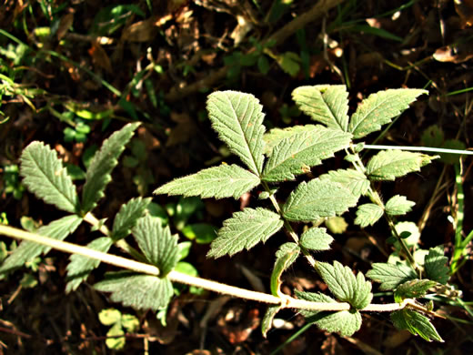 image of Agrimonia pubescens, Downy Agrimony