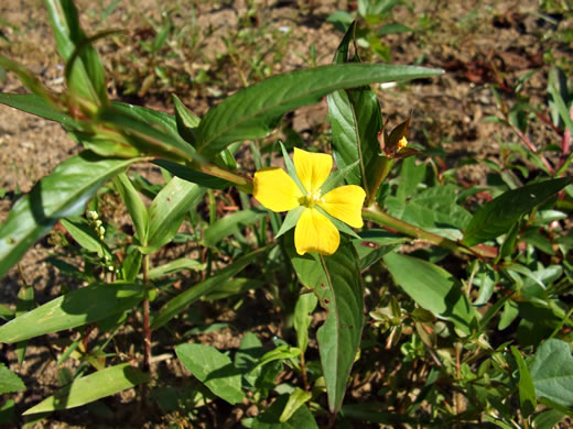 image of Ludwigia decurrens, Wingstem Water-primrose, Wingleaf Primrose-willow