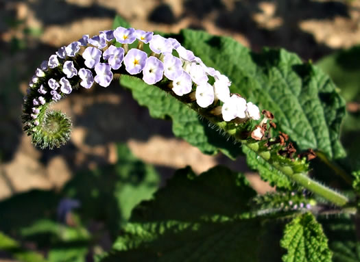 image of Heliotropium indicum, Indian Heliotrope, Turnsole