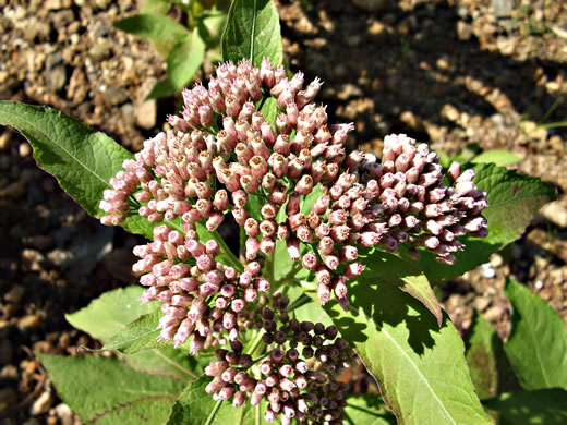 image of Pluchea camphorata, Common Camphorweed, Camphor Pluchea, Marsh Fleabane