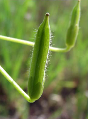 image of Oxalis stricta, Common Yellow Wood-sorrel