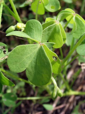 image of Oxalis stricta, Common Yellow Wood-sorrel