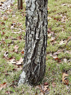 image of Amelanchier arborea, Downy Serviceberry, Sarvisberry