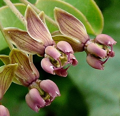 image of Asclepias amplexicaulis, Wavyleaf Milkweed, Clasping Milkweed, Sand Milkweed, Blunt-leaved Milkweed