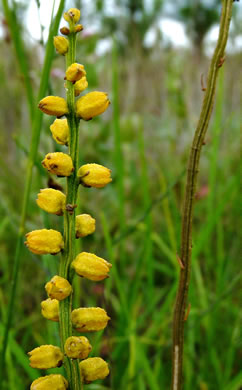 image of Aletris aurea, Golden Colicroot