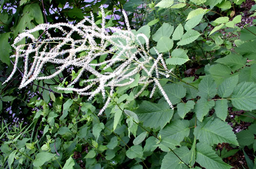 image of Aruncus dioicus var. dioicus, Eastern Goatsbeard, Bride's Feathers