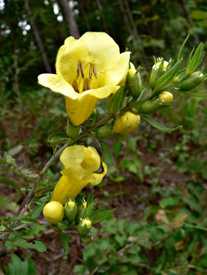 image of Aureolaria flava, Smooth False Foxglove, Smooth Oak-leach, Smooth Yellow False Foxglove